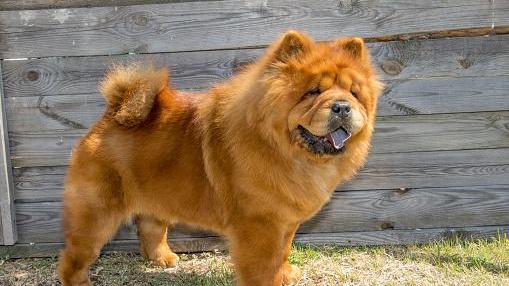 Un cane di razza chow-chow simile a quello morto