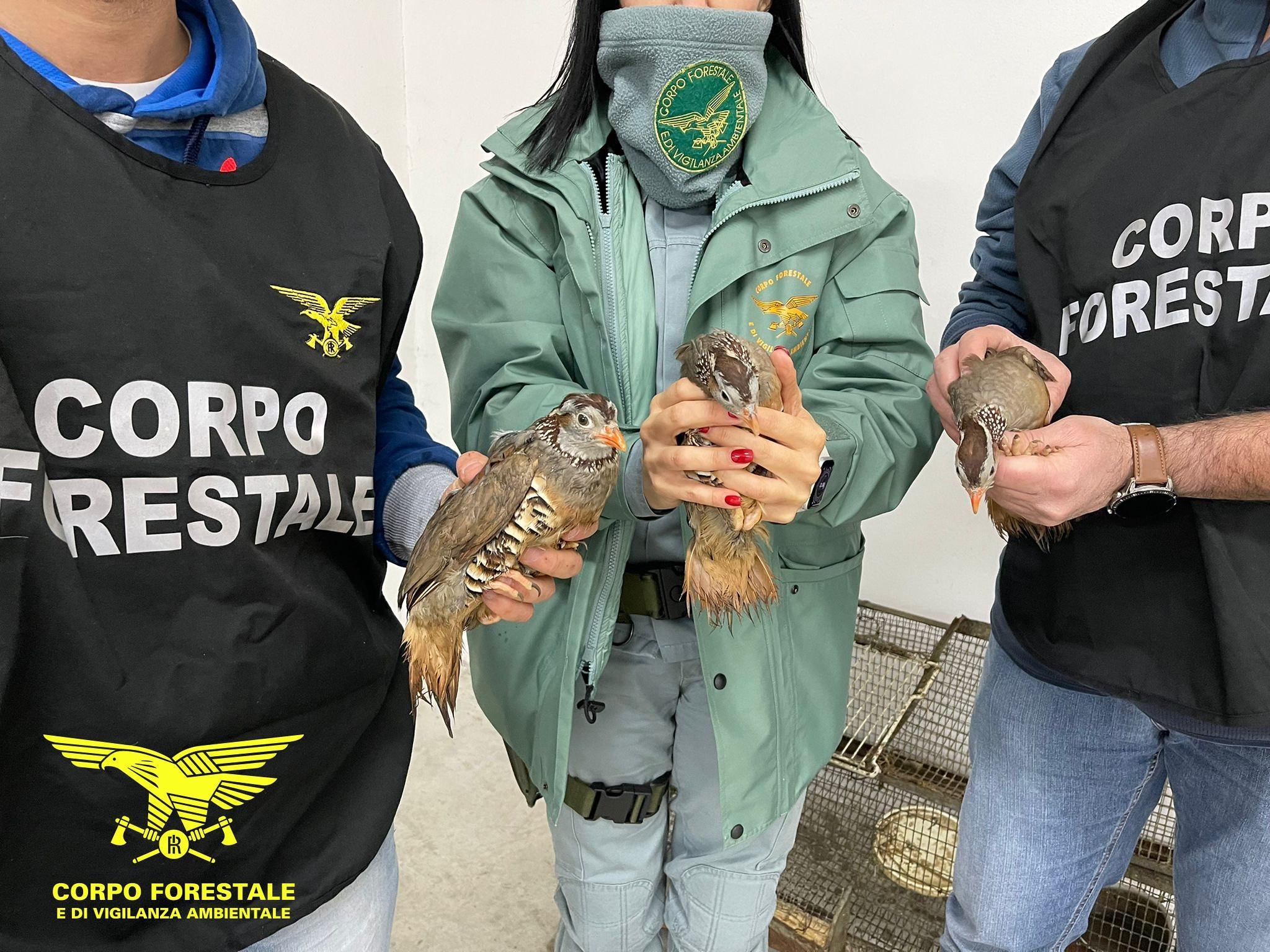 Vendevano pernici su internet, nei guai due persone a Cagliari