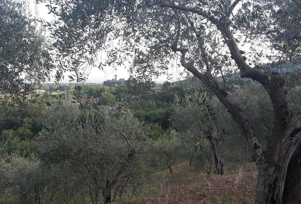 Bando pubblico per ottenere gratis piante di ulivo