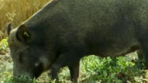 Il Pd “imbraccia” le doppiette contro la «calamità cinghiali»