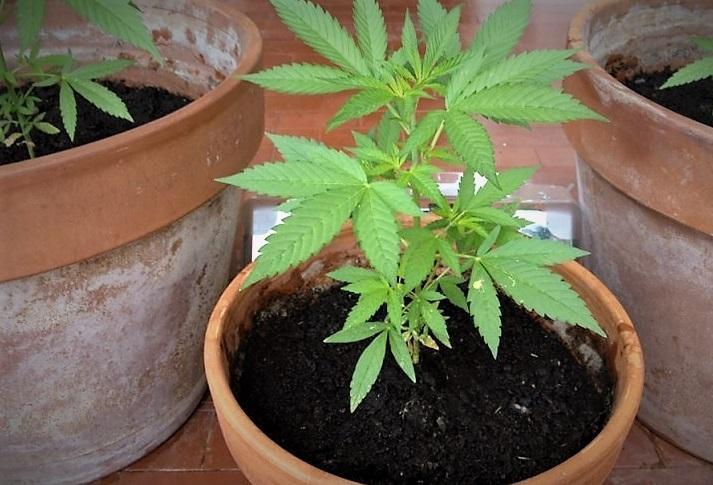 Trovati con marijuana E a casa di uno di loro saltano fuori due etti