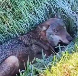 Una lupa investita e ferita Salvata da militari e volontari 