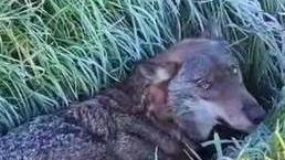 Una lupa investita e ferita Salvata da militari e volontari