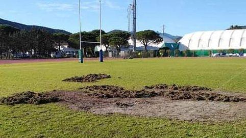 Campo invaso dai cinghiali Cancellato l’evento del rugby
