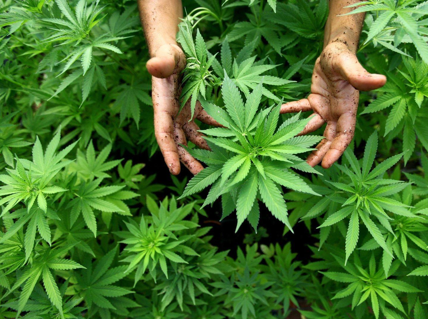 Canapa sativa, una risorsa da valorizzare 