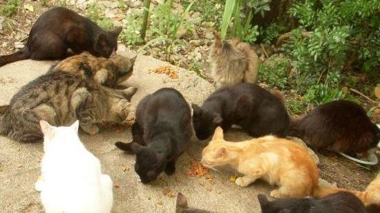 Il Comune cerca veterinari per sterilizzare i gatti randagi