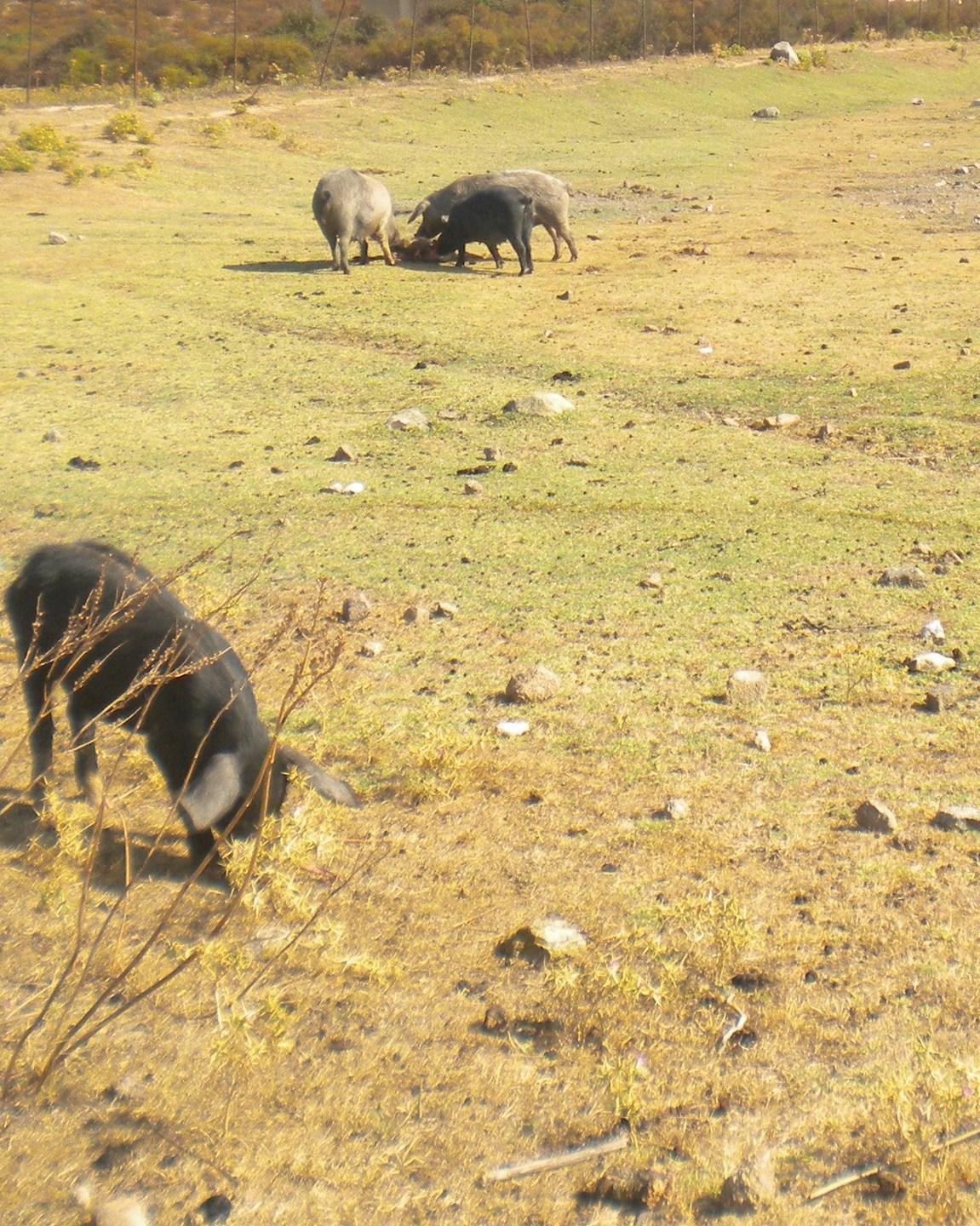 Nuovo focolaio di peste suina a Talana, abbattuti 78 maiali