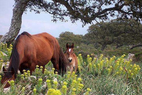 Un pezzo di storia rivive coi cavalli della Giara