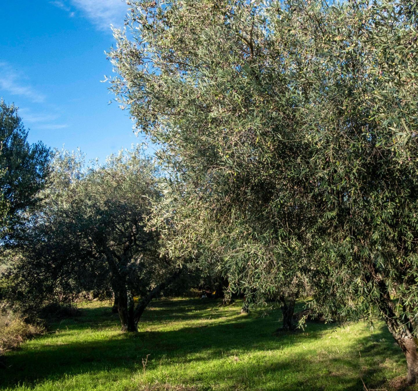 Prentzas Apertas ecco l’oro di Seneghe 
