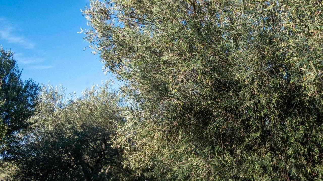 Prentzas Apertas ecco l’oro di Seneghe