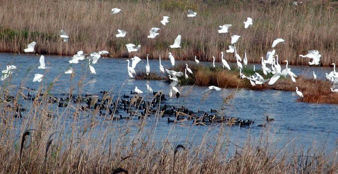 Un parco regionale nelle zone umide 