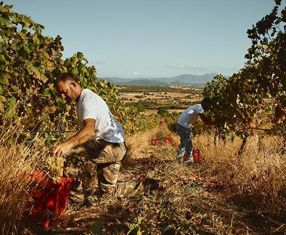 I giovani e l’abuso di alcol la lezione si fa in cantina 