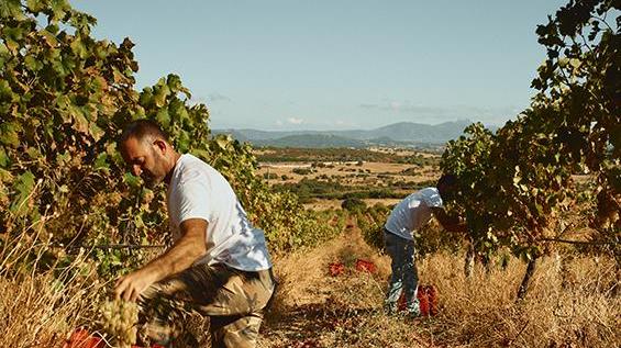 I giovani e l’abuso di alcol la lezione si fa in cantina