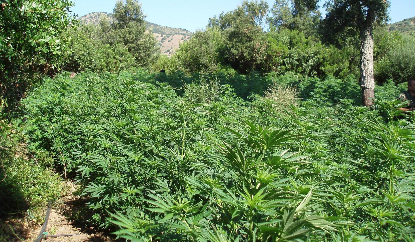 Sequestrati 7 quintali di droga a Bosa