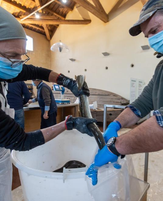 Natale, al pesce non si rinuncia ma l’anguilla è d’allevamento 