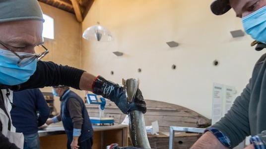 Natale, al pesce non si rinuncia ma l’anguilla è d’allevamento