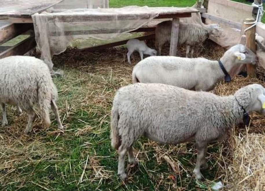 Il presepe parla avenzino e ci sono anche i cavatori 