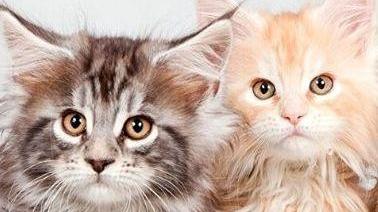 «I nostri gatti rubati e dati in adozione»