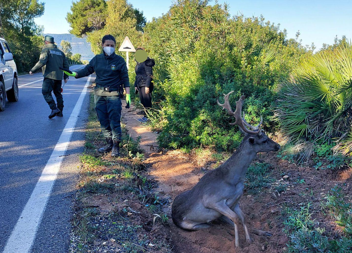 Alghero, daino ferito da un'auto: il conducente scappa, i barracelli in soccorso dell'animale ferito