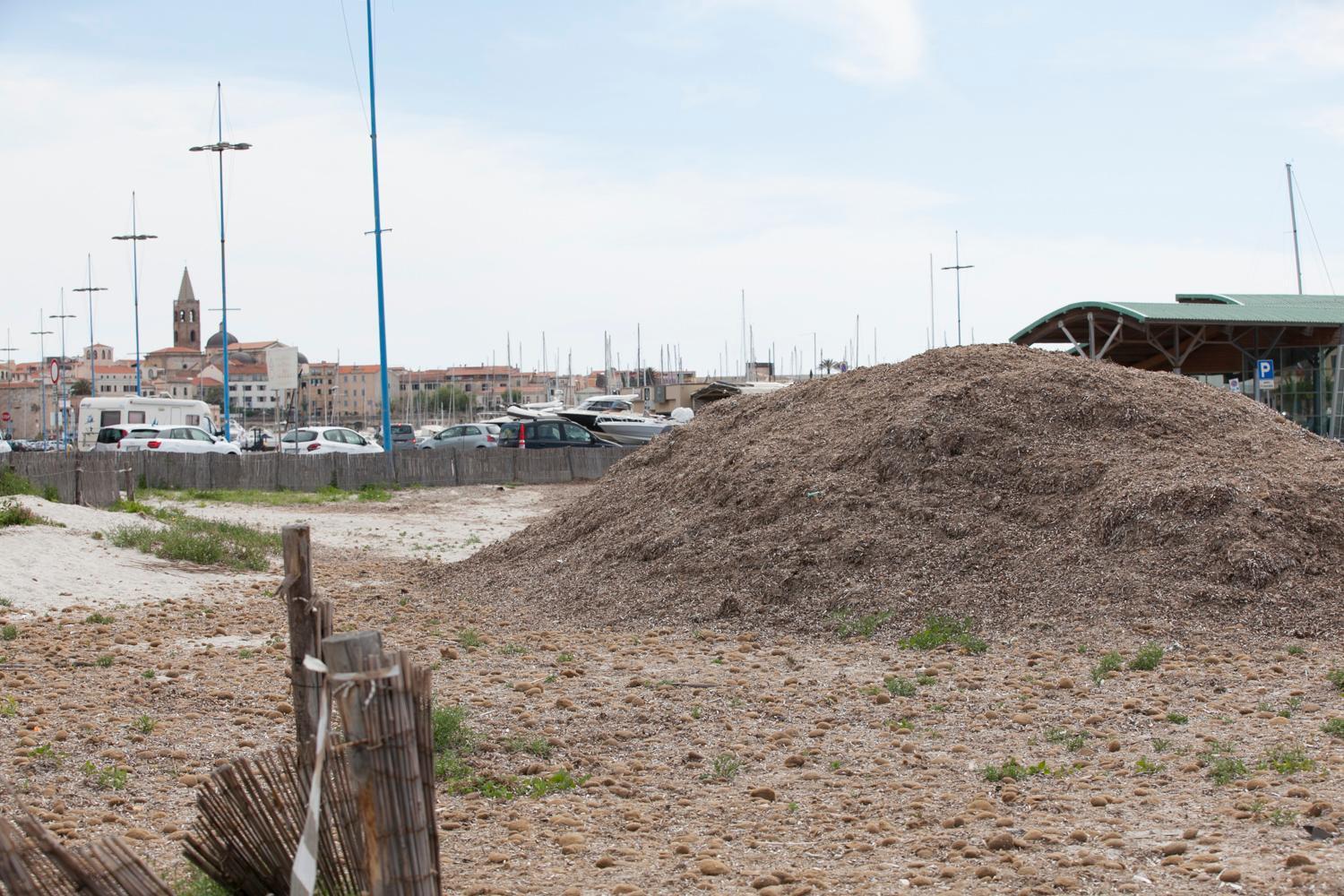 Alghero, 2.400 tonnellate di sabbia recuperata dai banchi di posidonia