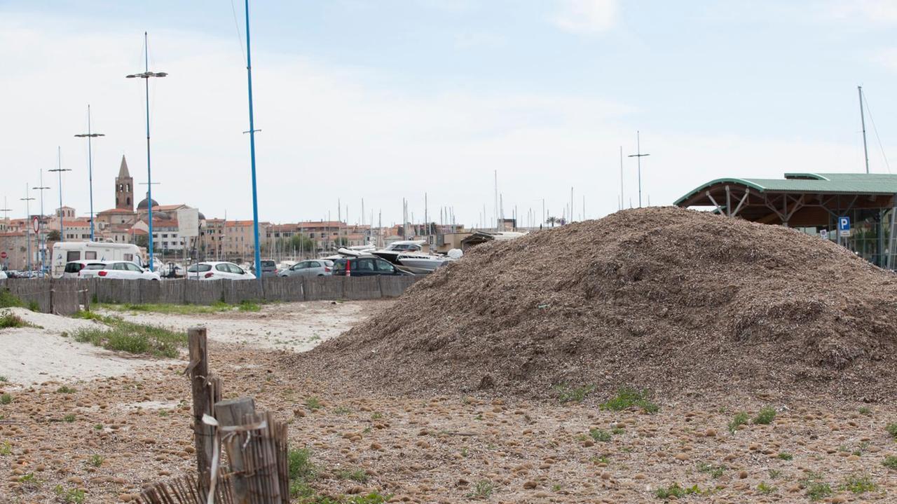 Alghero, 2.400 tonnellate di sabbia recuperata dai banchi di posidonia