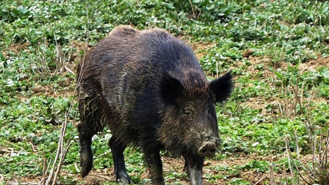 Filmano un cinghiale mentre lo uccidono colpendolo con massi: 3 denunciati a Escalaplano