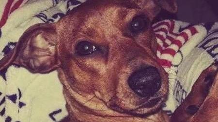 Animalisti in piazza per chiedere giustizia