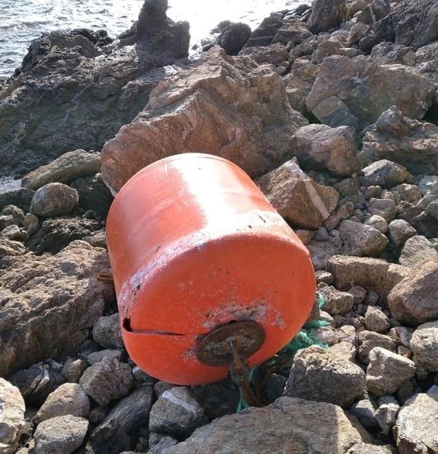 Una boa sugli scogli della spiaggia di Reale