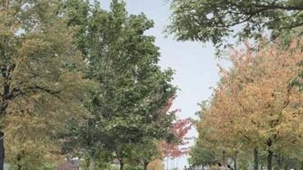 La raccolta fondi per piantare alberi per ora è un flop Poche donazioni