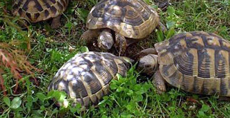 Telti, un cartello per le tartarughe 