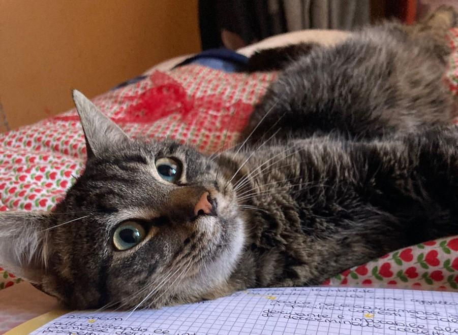 Si cerca una casa per Diesel, il gatto salvo dopo 60 chilometri nel motore di un furgone 