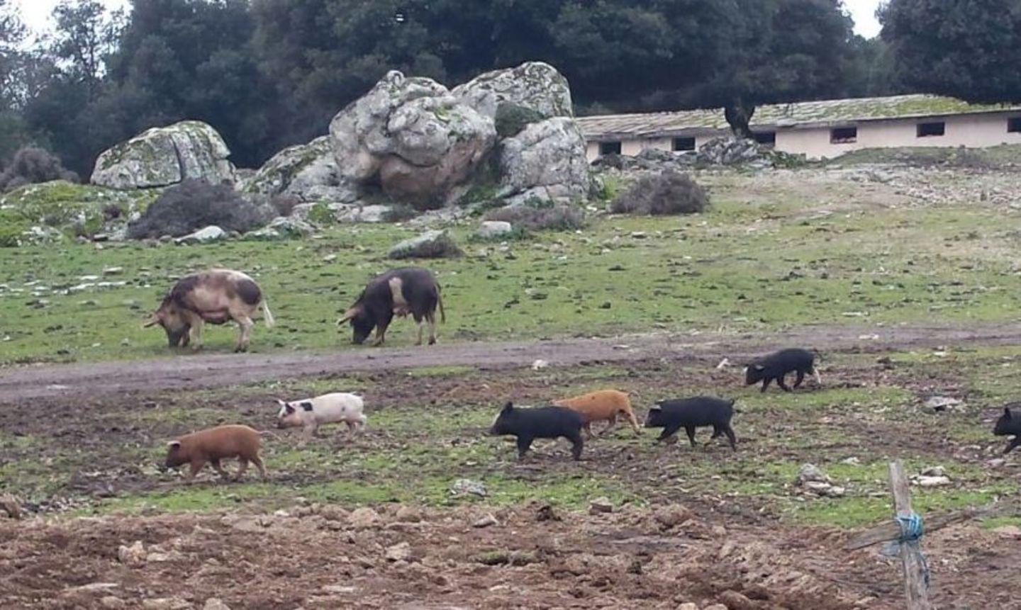 Lotta alla peste suina, abbattuti 41 maiali nell’agro di Desulo