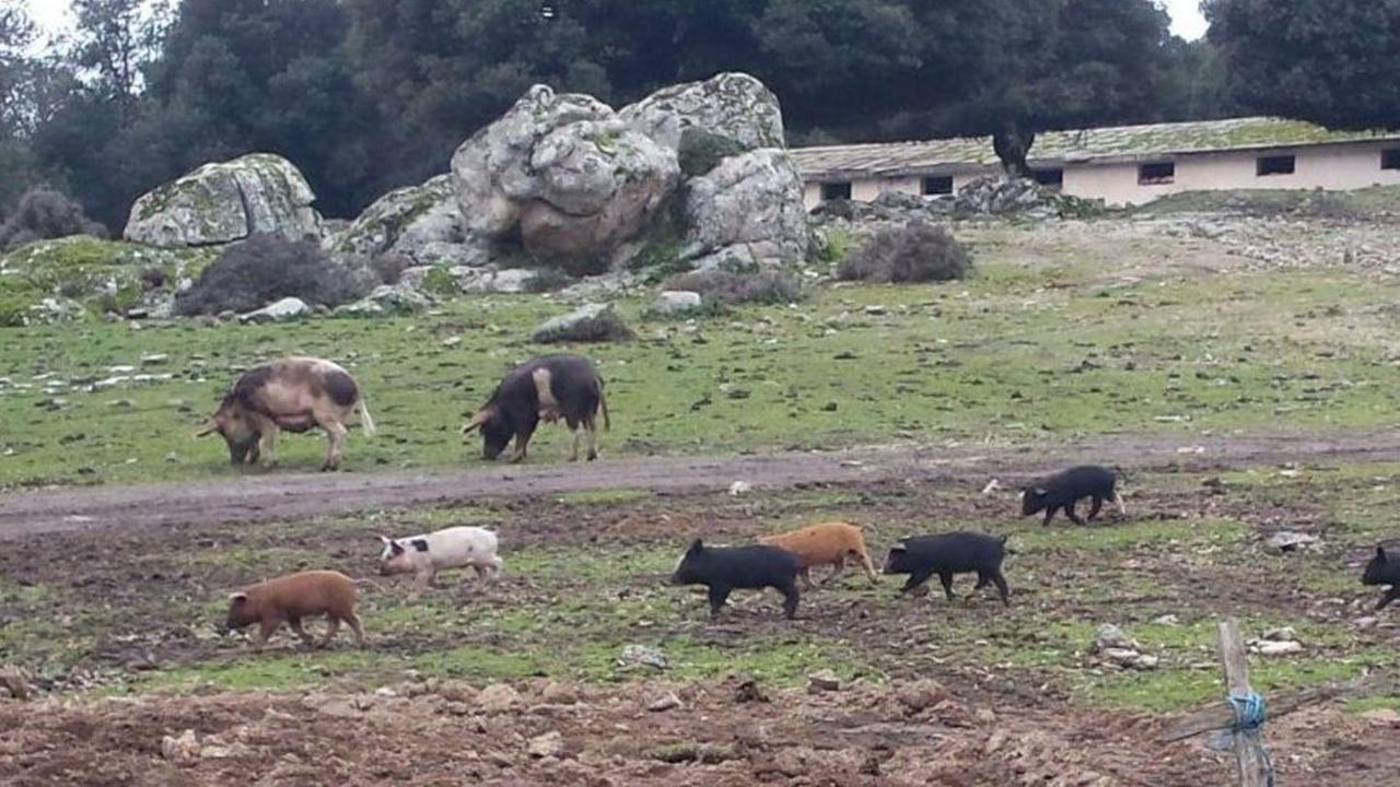 Lotta alla peste suina, abbattuti 41 maiali nell’agro di Desulo