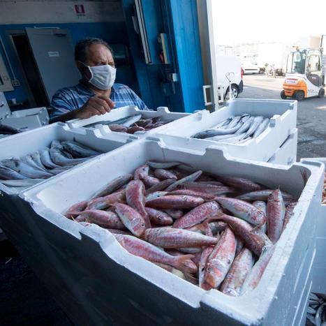 Boom dei prezzi e dei consumi di pesce per Natale 