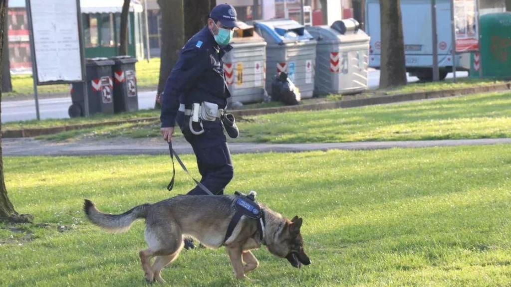 Ferrara, un etto di marijuana scoperto dai cani antidroga
