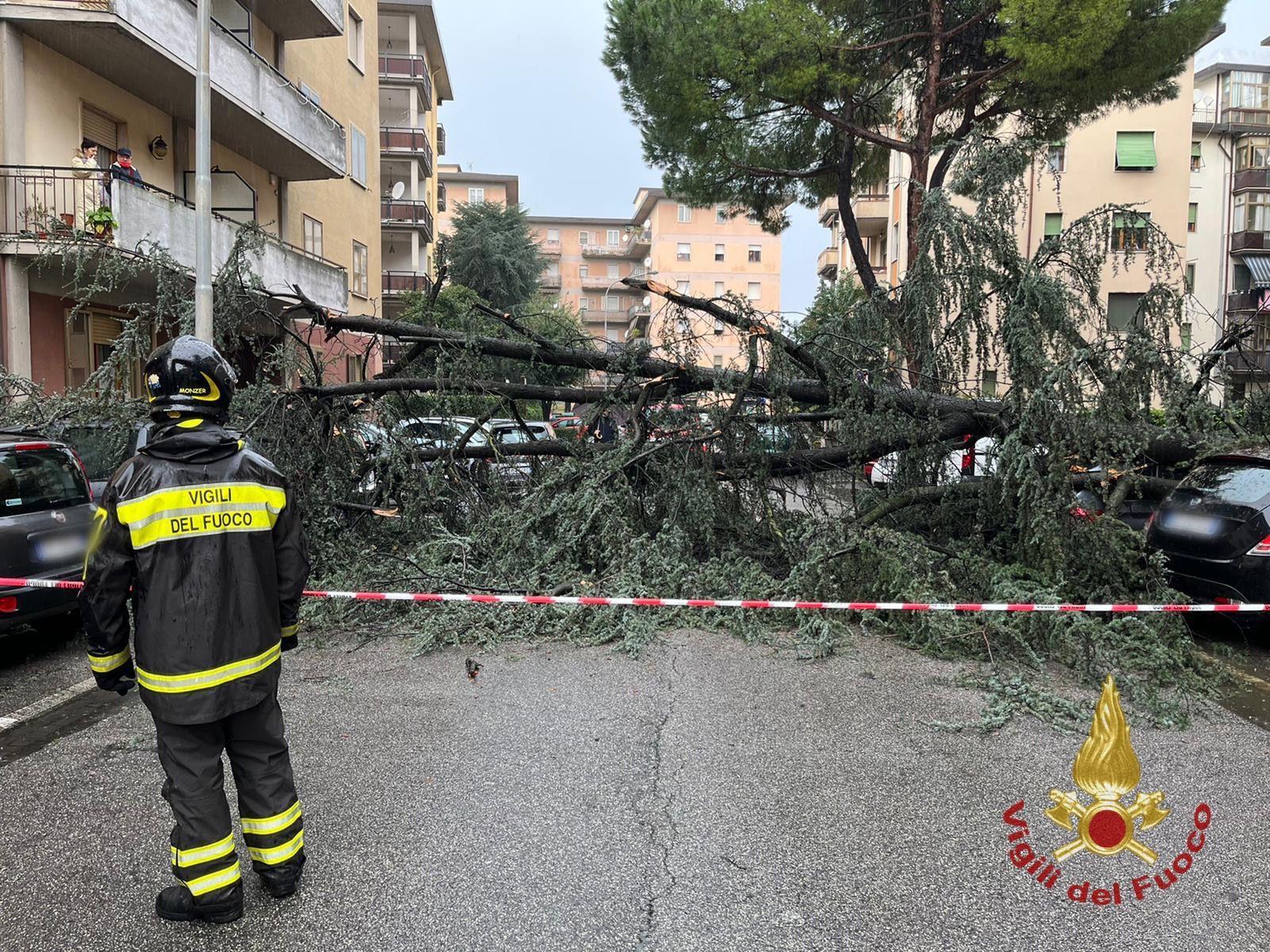 Il pino caduto in via Leoncavallo nel quartiere di San Paolo