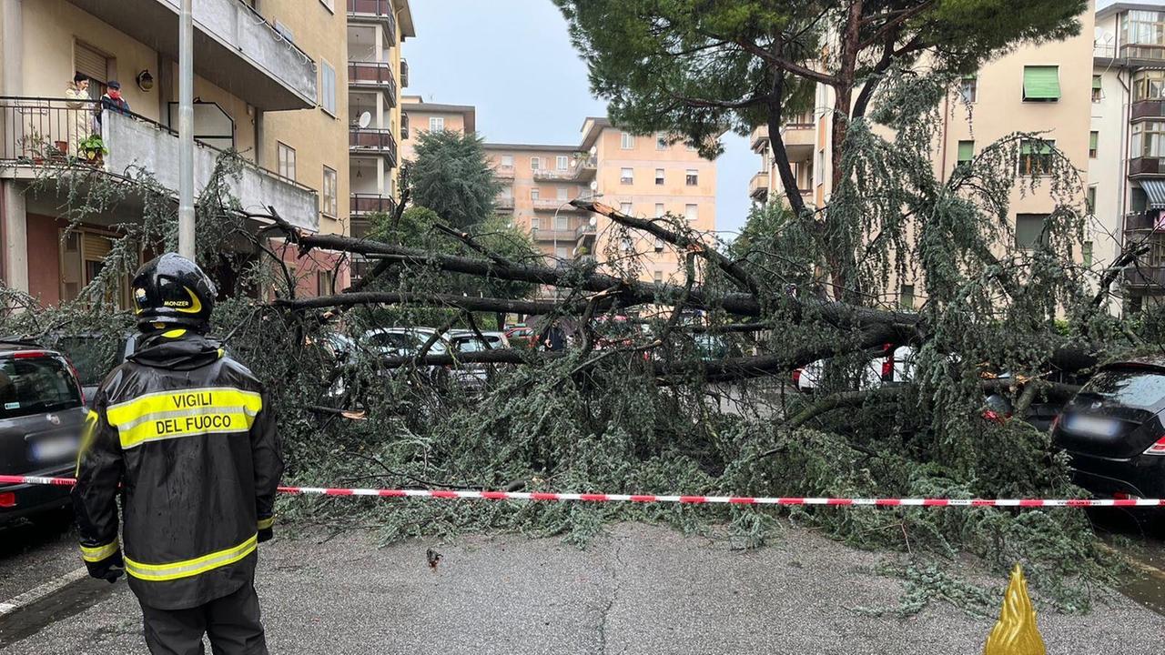 Il pino caduto in via Leoncavallo nel quartiere di San Paolo