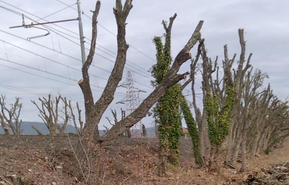 Potate le antiche sughere Cabras: «Che scempio» 
