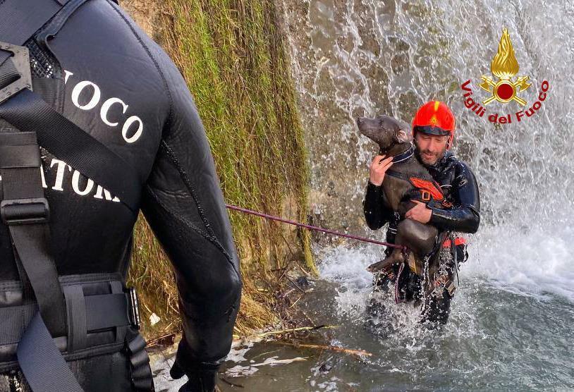 Cane caduto nell'Ombrone, c'è il lieto fine: è stato ritrovato Django - Video 