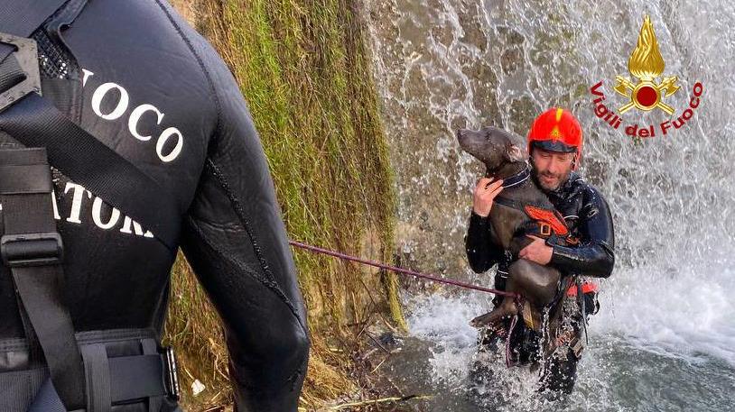 Cane caduto nell'Ombrone, c'è il lieto fine: è stato ritrovato Django - Video