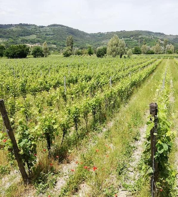 Equilibrio naturale e tradizione i segreti dei vini Annesanti 