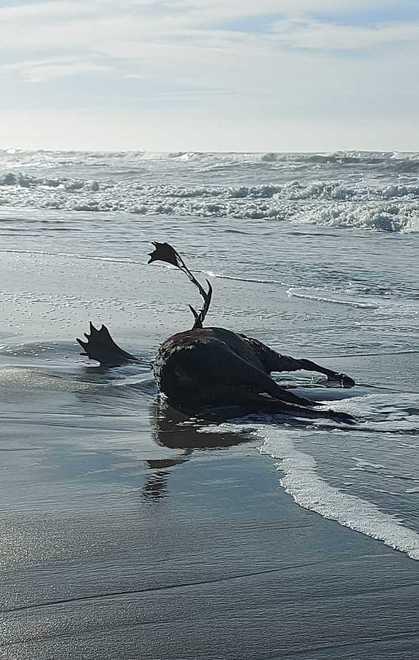 Carcassa di cervo in mare