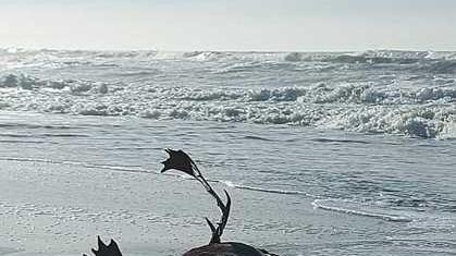 Carcassa di cervo in mare