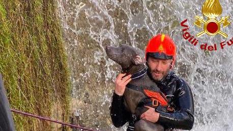 Ritrovato sano e salvo Django si era nascosto sotto la cascatella