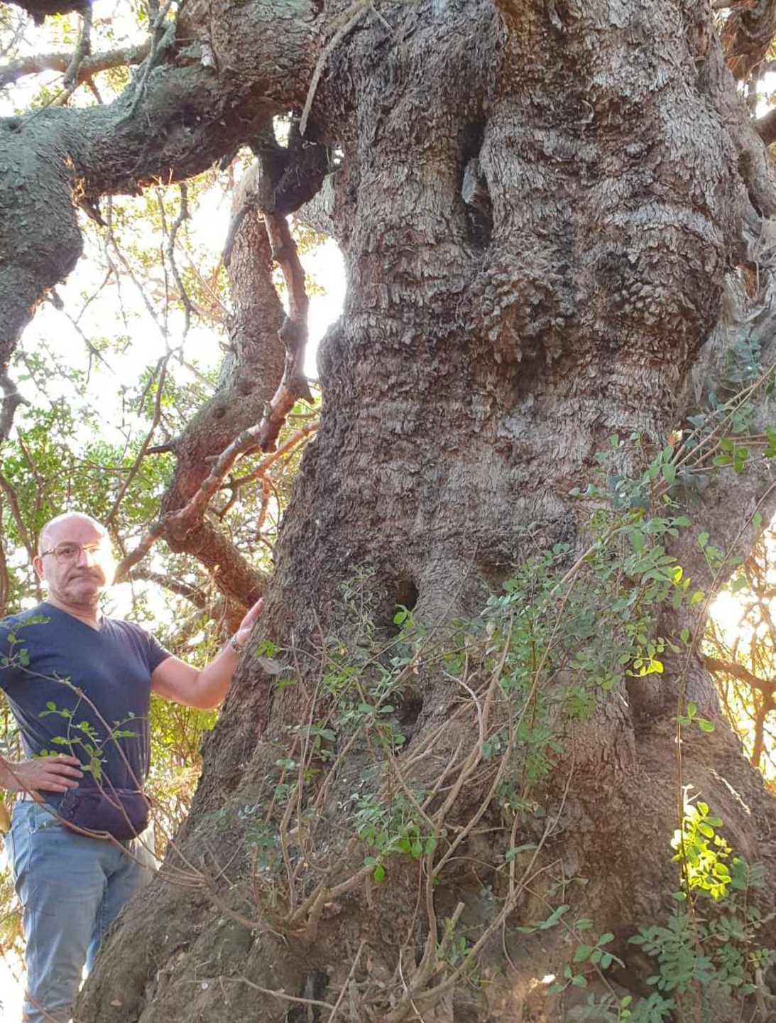 Censiti gli alberi monumentali 