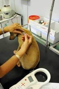 Sterilizzazione dei cani, via alla campagna