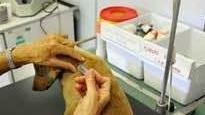 Sterilizzazione dei cani, via alla campagna