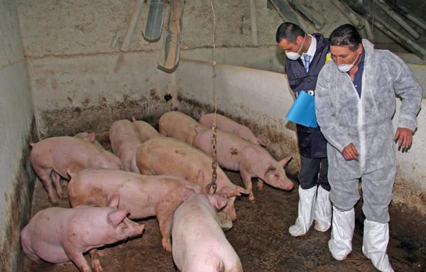 Lotta alla peste suina: a Desulo disposto il blocco per 80 allevamenti 