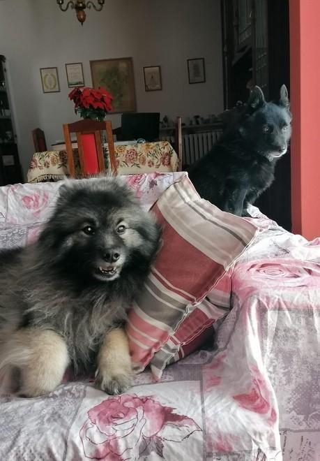 Copparo, padrone ricoverato in terapia intensiva: raccolta fondi per accudire i cani 