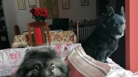 Copparo, padrone ricoverato in terapia intensiva: raccolta fondi per accudire i cani